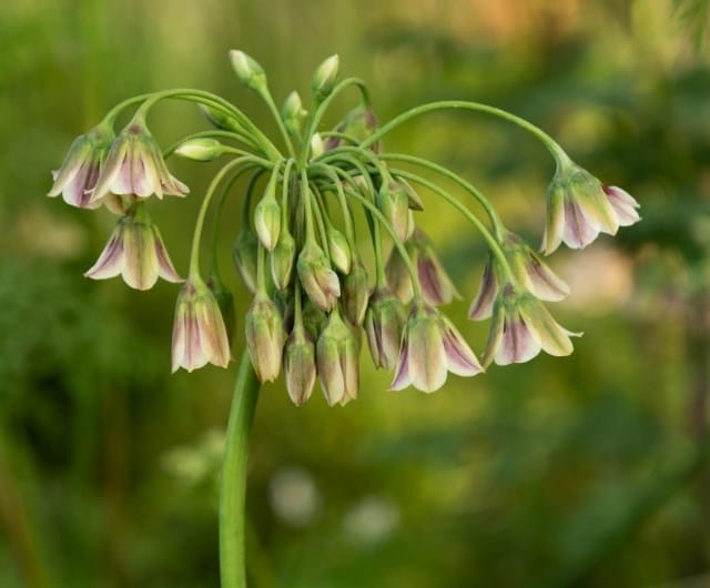 alliums used at chelsea flower show