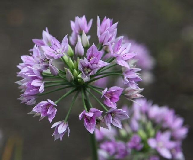 when to plant alliums for the best results, allium eros