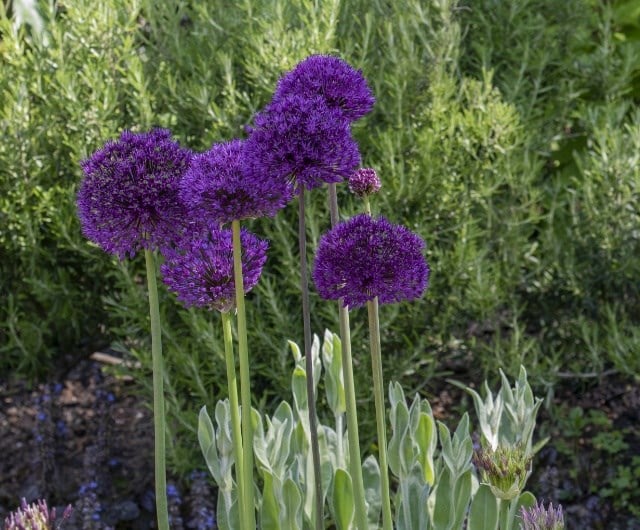 how to plant allium bulbs