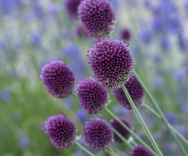 how to feed and water allium bulbs