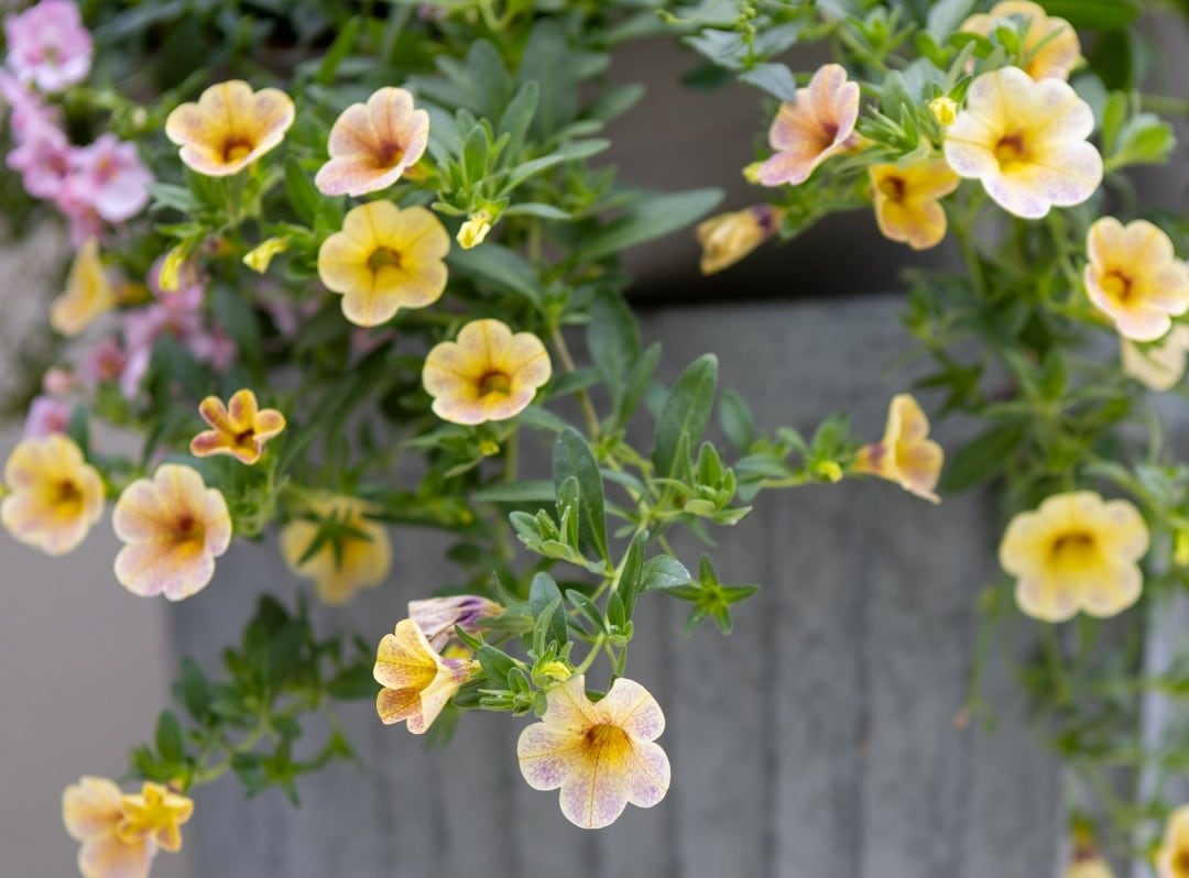 Spring & summer bedding plants