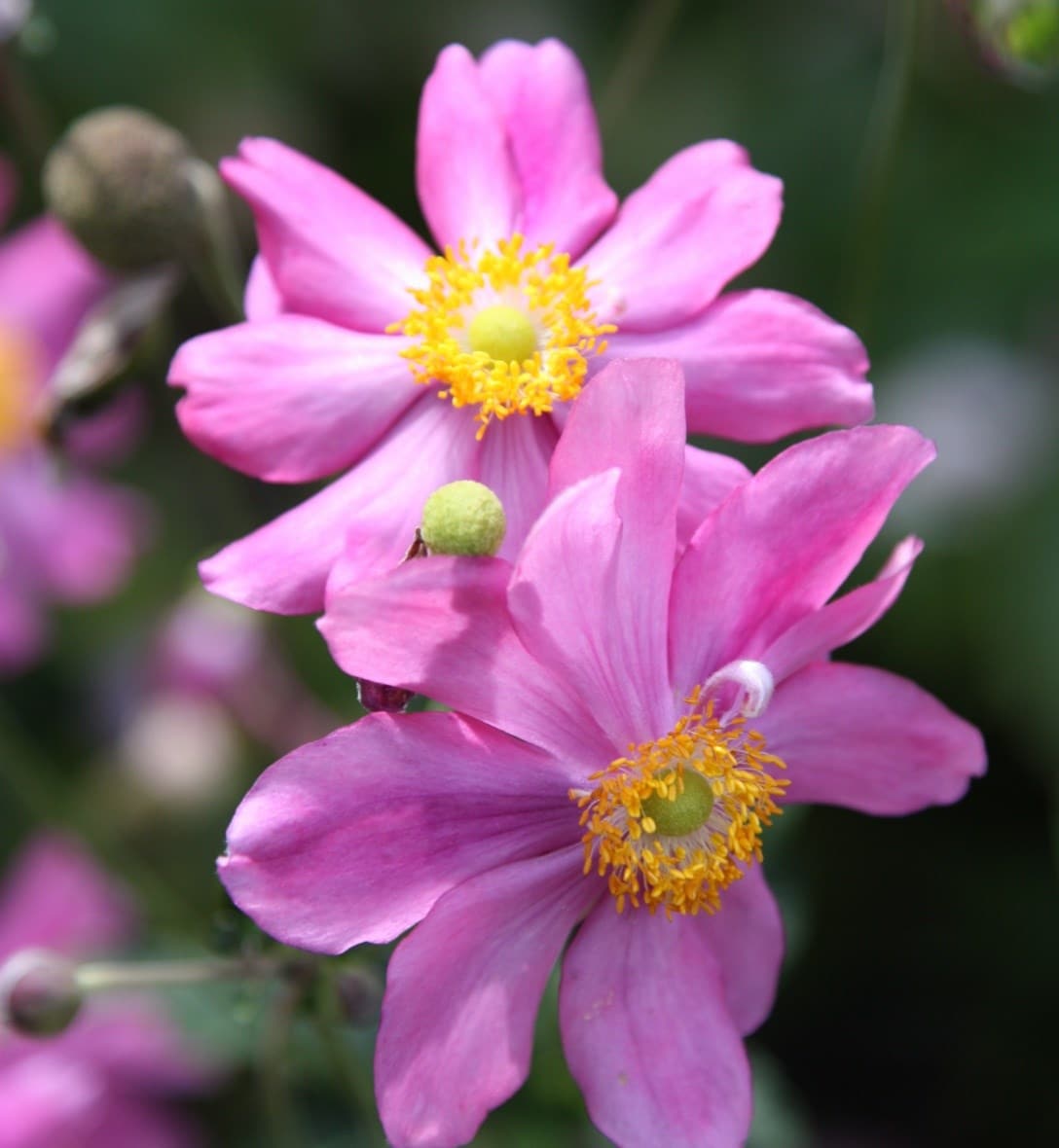 Anemone plants