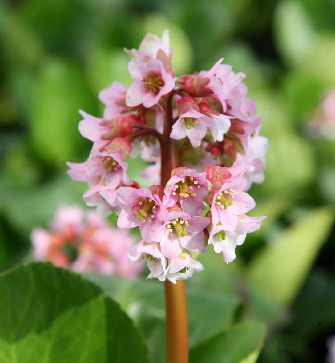Bergenia plants