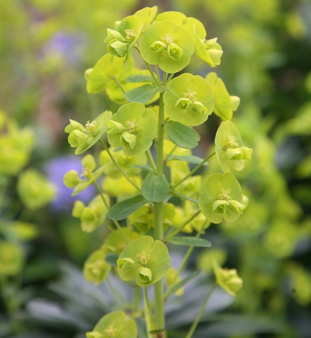 Euphorbia plants