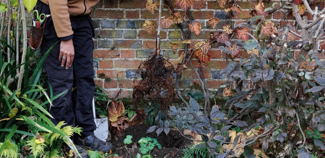 ashley_trees_digging