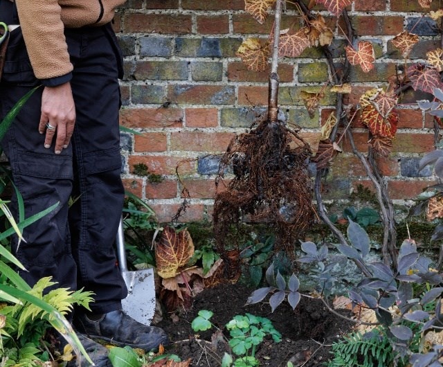 ashley_trees_digging