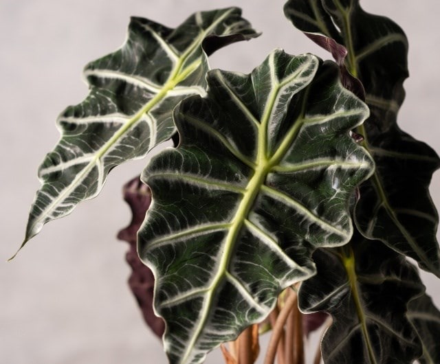 Elephant Ear Plants (Alocasia)