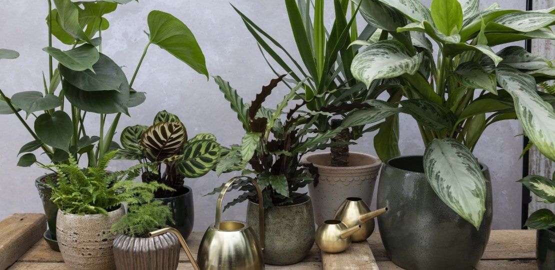 ashley_foliage_houseplants