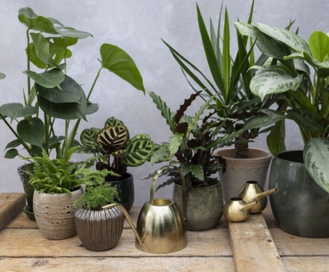ashley_foliage_houseplants