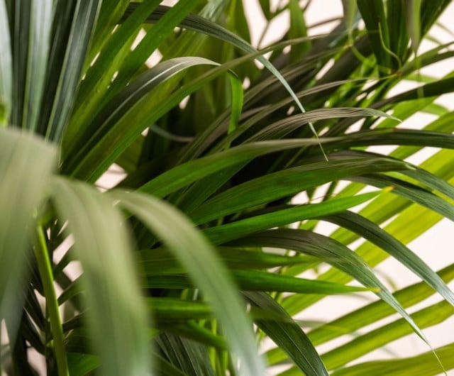 Kentia palm (Howea forsteriana)