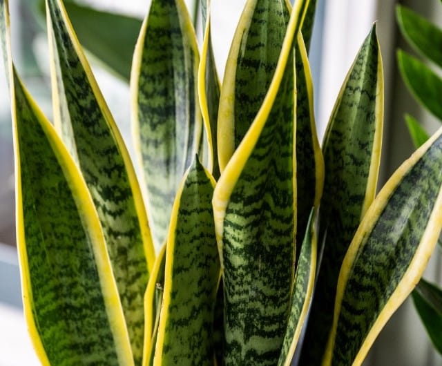 snake plants
