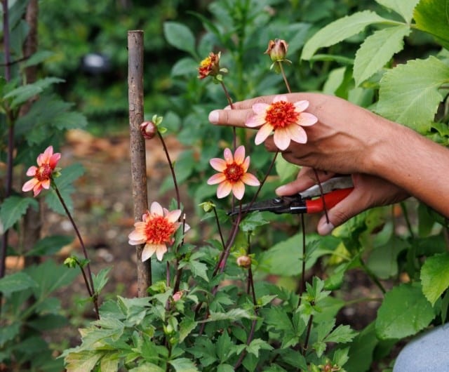 Planning summer bulbs & tubers