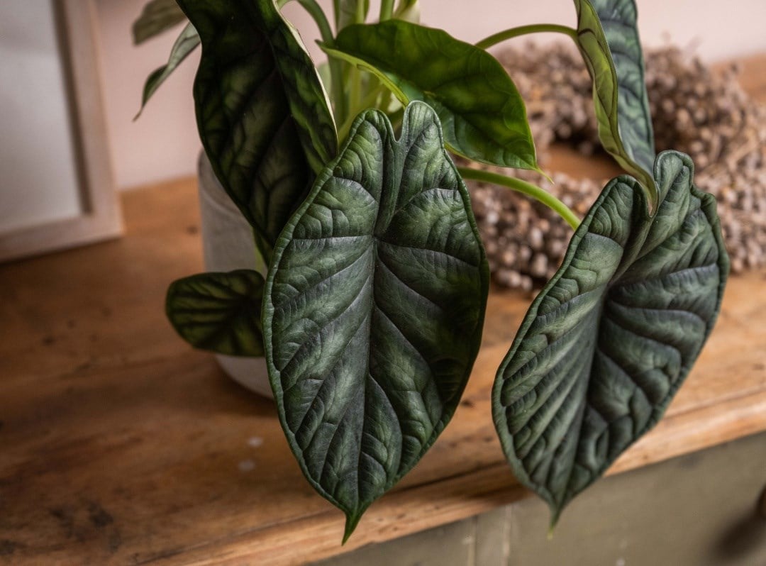 Foliage houseplants