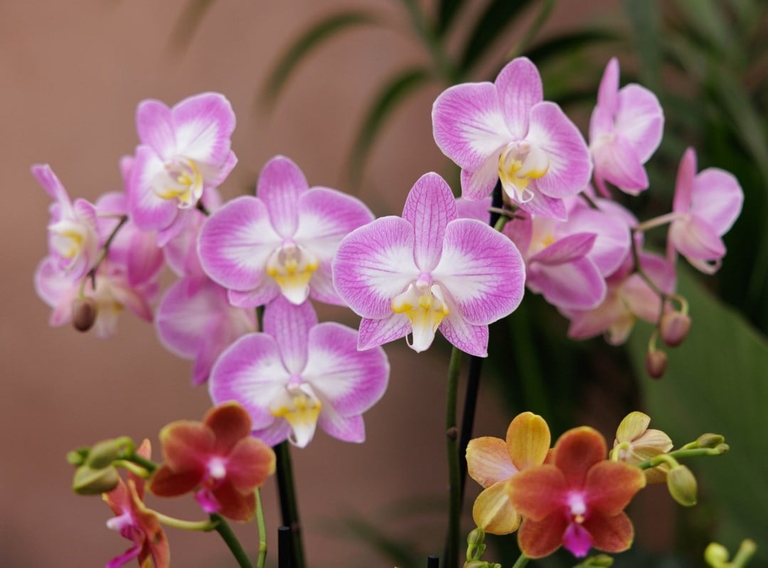 Orchids