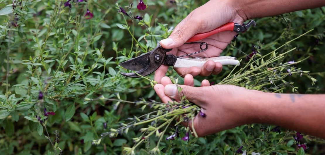 pruning_flowering_shrubs