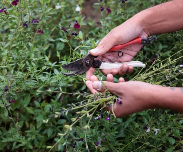pruning_flowering_shrubs