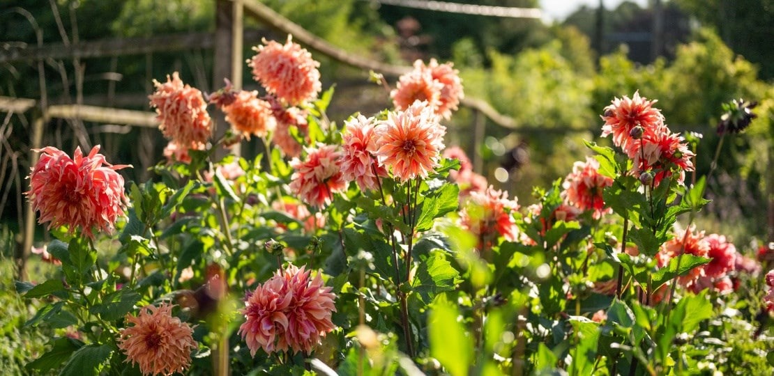 ashley_dahlias