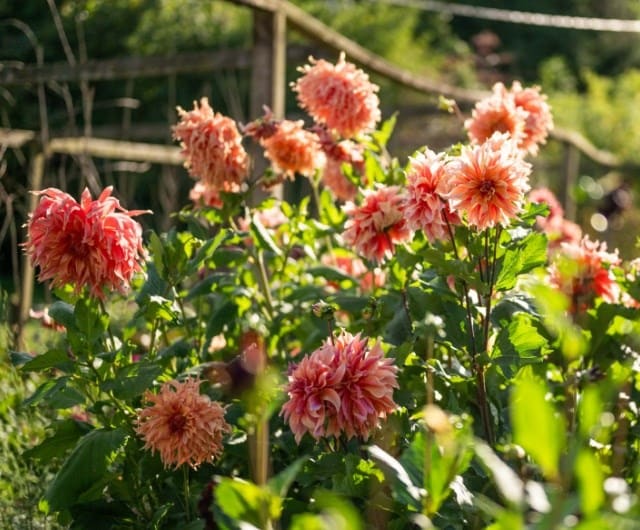 ashley_dahlias