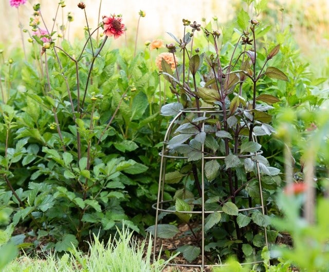 Staking tall Perennials