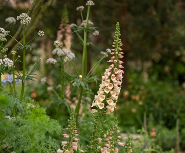 Favourite plants for a shady border