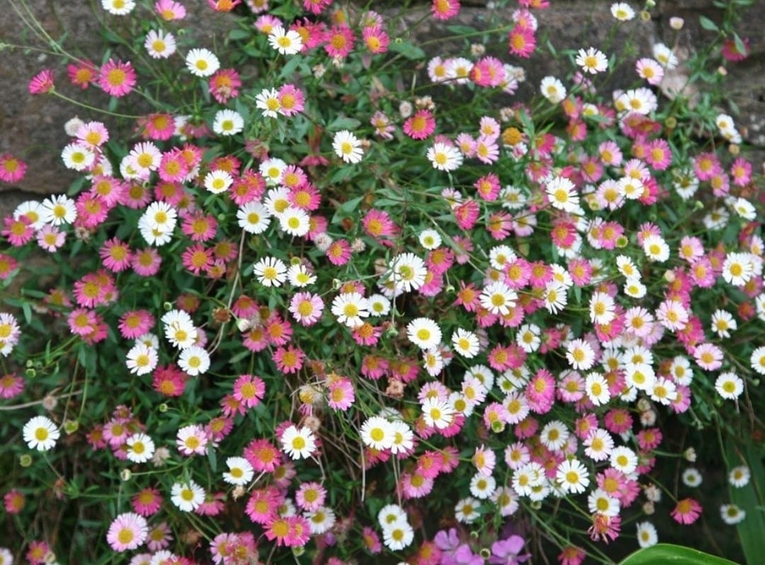 Ground-covering plants