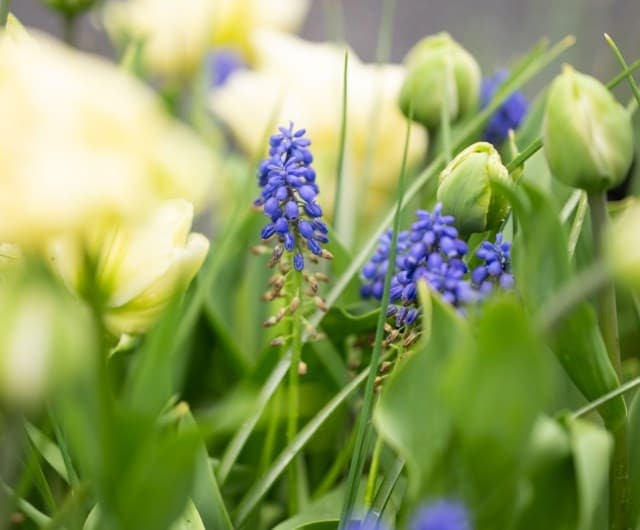 Re-imagining your lawn