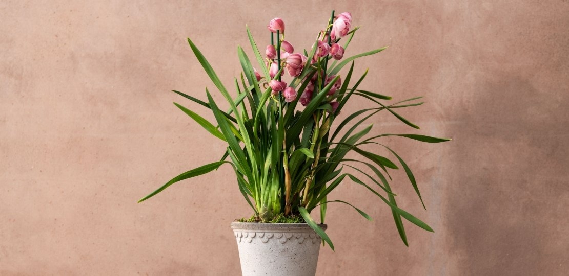 ashley_orchids_cymbidium