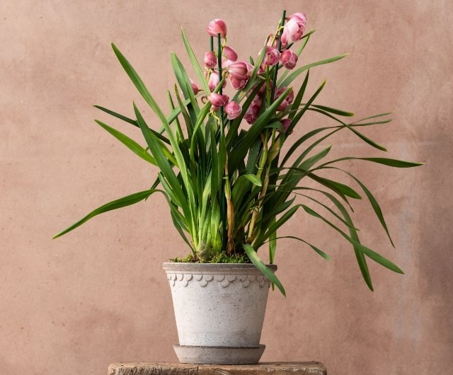 ashley_orchids_cymbidium