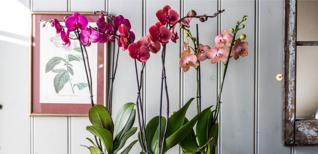 ashley_orchids_phalaenopsis