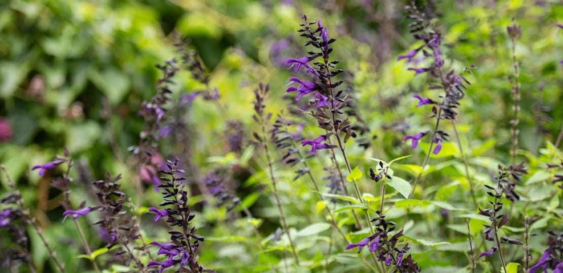 ashley_tender_salvia