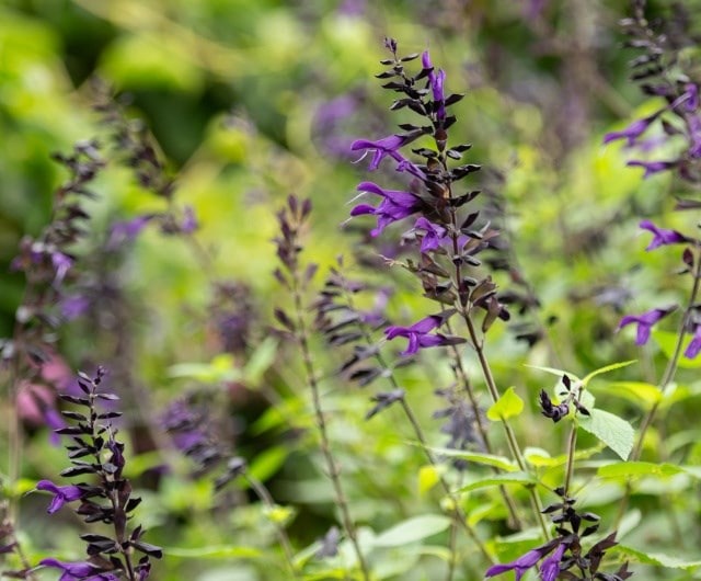 ashley_tender_salvia