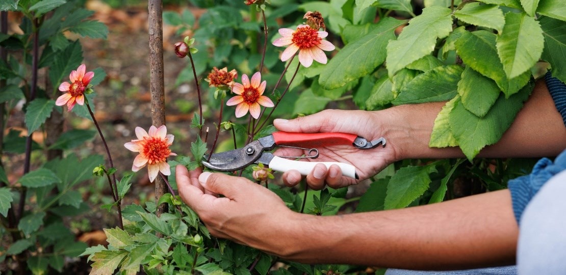 ashley_pruning