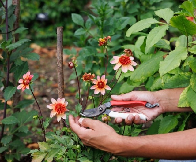 ashley_pruning