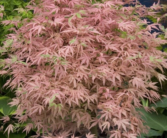 ashley_acer_palmatum_taylor