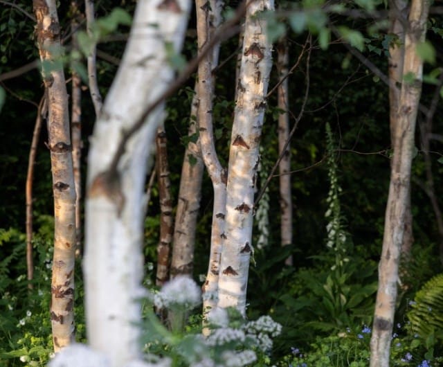 Birch (Betula)