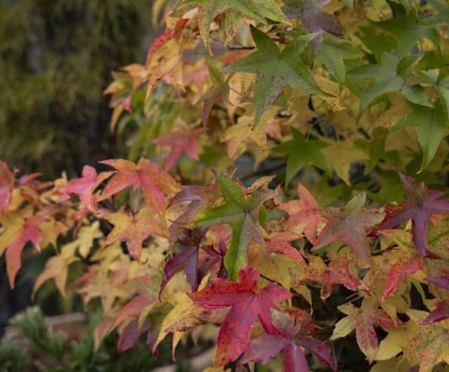 Japanese maples (Acer spp.)