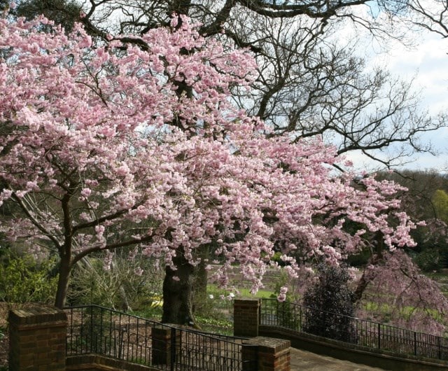 Ornamental cherry trees (Prunus spp.)