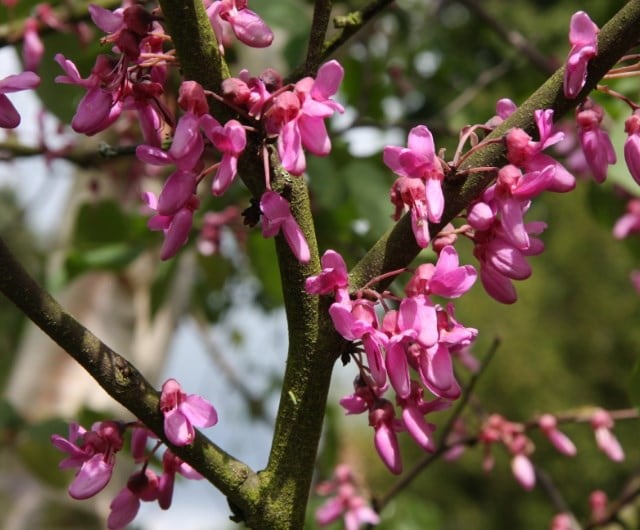 Redbud (Cercis)