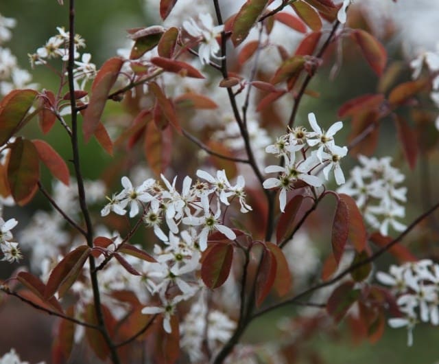 Serviceberry (Amelanchier spp.)