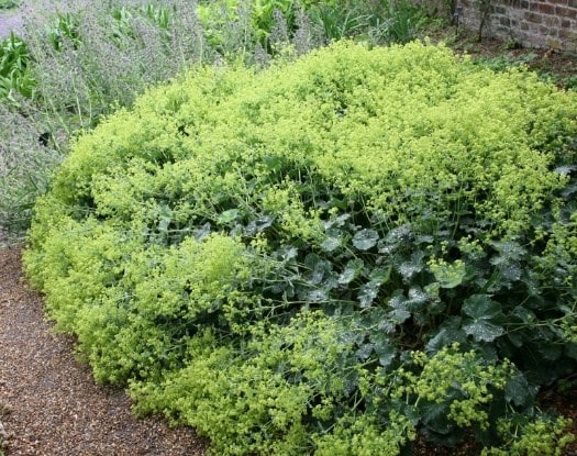 Alchemilla mollis