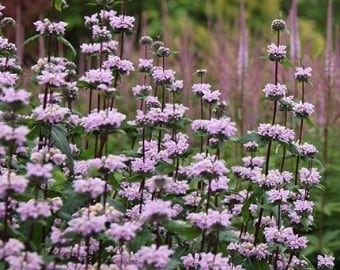Jerusalem Sage, Phlomoides tuberosa ‘Amazone’