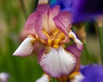 Iris ‘Benton Deirdre’