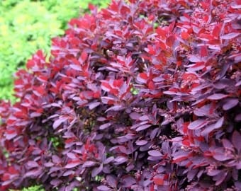 Smoke bush ‘Royal Purple’