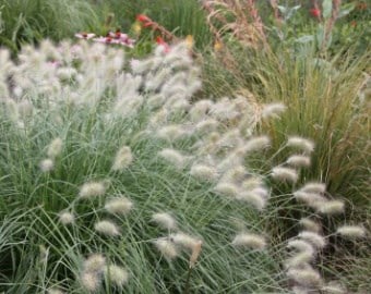 Pennisetum villosum