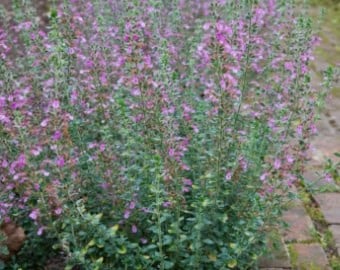 Hedge Germander, Teucrium x Lucidrys
