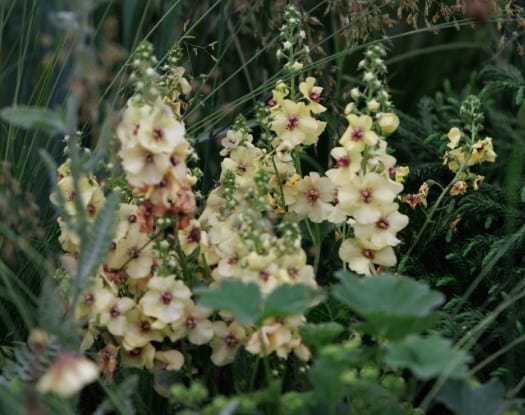 Verbascum