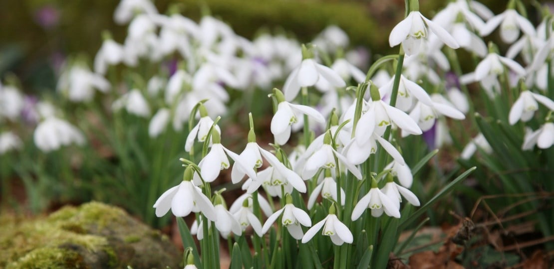 naturalising spring bulbs, like snowdrops in lawns