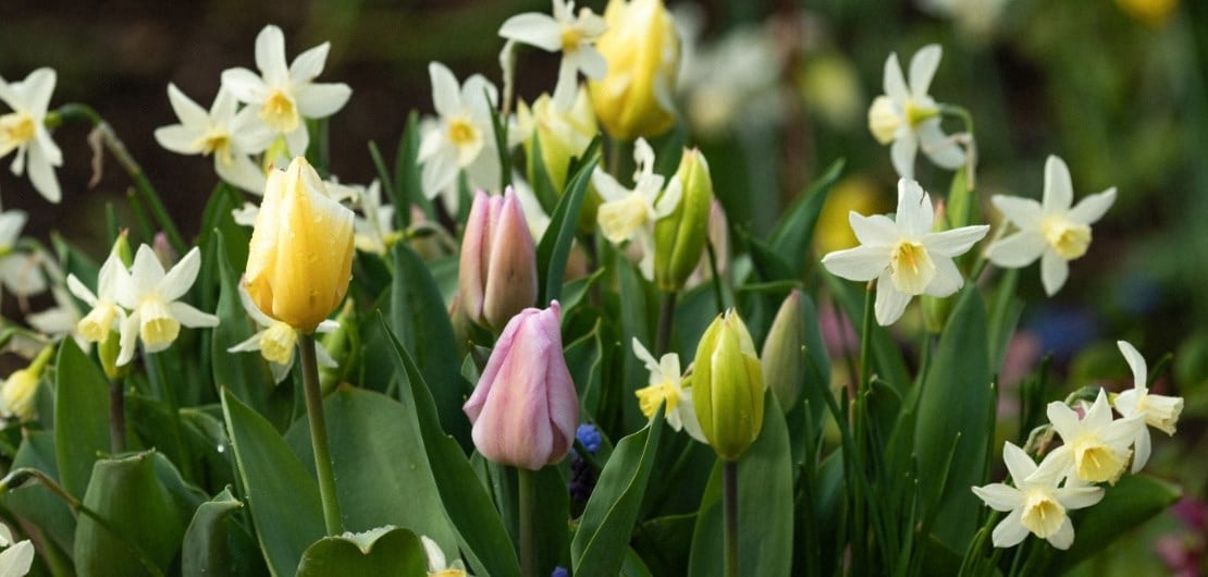 when to plant spring bulbs