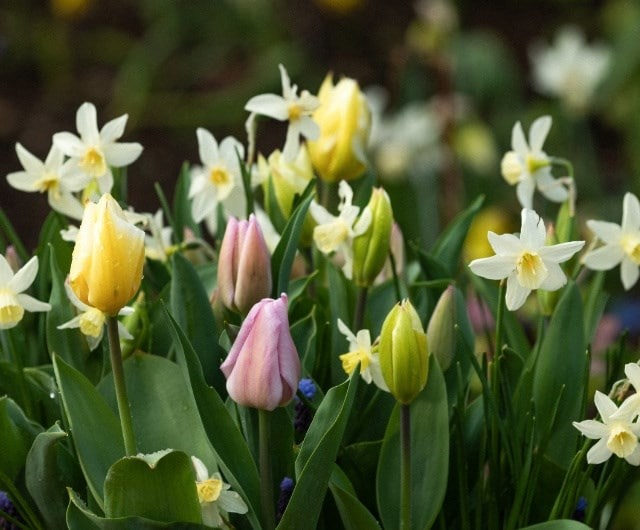 When to plant spring bulbs