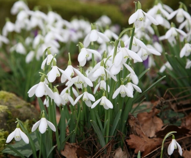 naturalising spring bulbs, like snowdrops in lawns